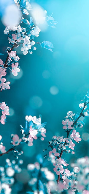 Pastel Cherry Blossoms on Branches Against a Soft Teal Bokeh Background HD phone wallpaper
