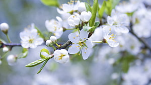 Close-up of white apple blossoms blooming on a branch with fresh green leaves in spring HD wallpaper