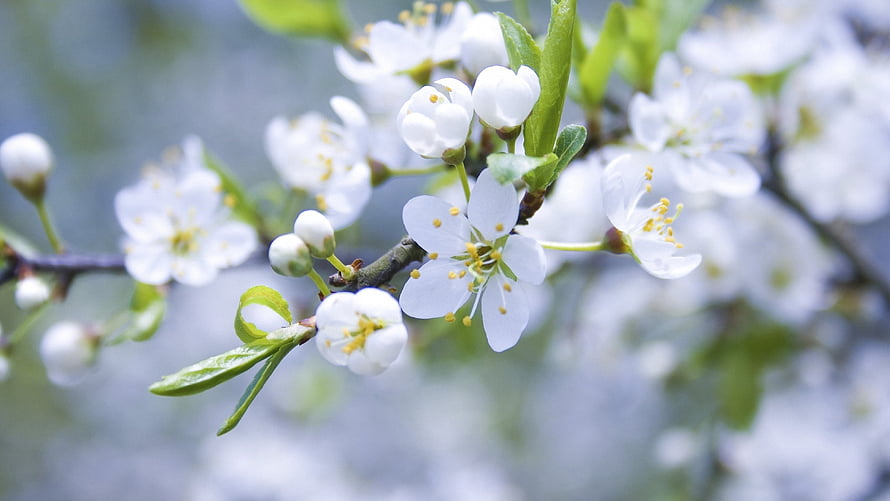 Close-up of white apple blossoms blooming on a branch with fresh green leaves in spring HD wallpaper