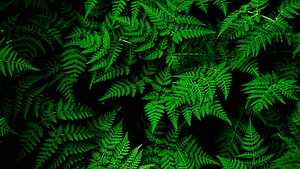 Vibrant Green Fern Fronds Against a Deep Black Background HD wallpaper