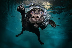 Black Labrador Retriever Swimming Underwater in a Clear Blue Pool HD wallpaper