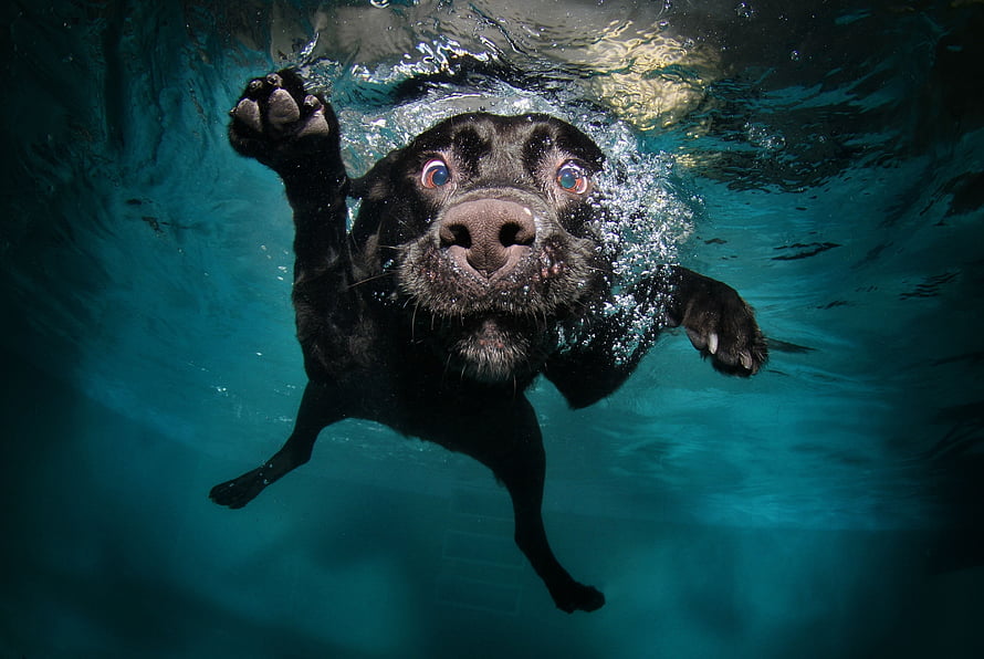 Black Labrador Retriever Swimming Underwater in a Clear Blue Pool HD wallpaper