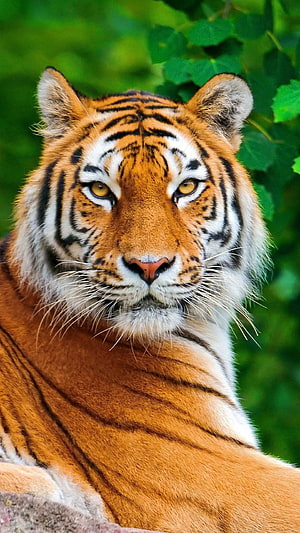 Majestic Siberian Tiger Portrait With Intense Yellow Eyes And Orange Striped Fur HD phone wallpaper