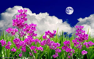 Vibrant Pink Orchids in a Lush Meadow Under a Full Moon and Cloudy Sky HD wallpaper