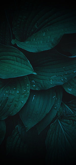 Dark Moody Hosta Leaves With Water Droplets Closeup HD phone wallpaper