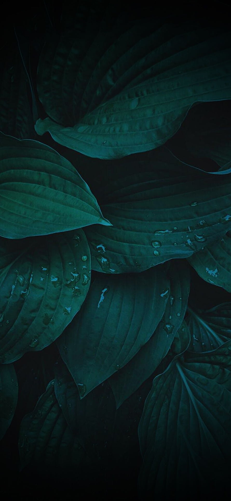 Dark Moody Hosta Leaves With Water Droplets Closeup HD phone wallpaper