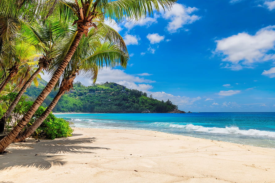 Tropical Paradise Beach with Palm Trees and Turquoise Ocean HD wallpaper