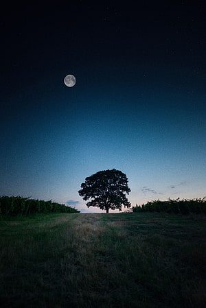 Solitary Tree Silhouette Under Full Moon in Vineyard Field at Night HD phone wallpaper