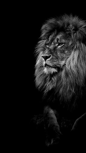 Majestic Male Lion Portrait in Black and White with Dark Background HD phone wallpaper