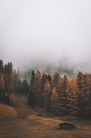 Misty Autumn Forest on a Rolling Hillside with Golden Larches and a Rustic Cabin HD phone wallpaper