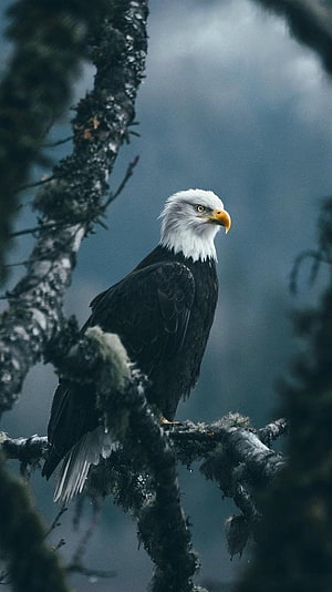Majestic Bald Eagle Perched on a Mossy Branch in a Misty Forest HD phone wallpaper