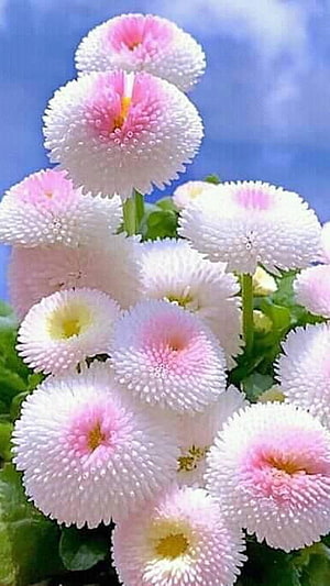 Pink and White Spider Mums Blooming Against a Blue Sky HD phone wallpaper