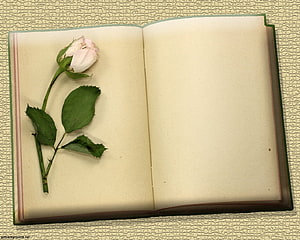 White Rose Resting on Open Vintage Notebook Pages with Textured Background HD wallpaper