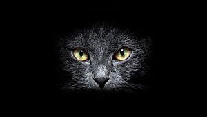 Close-up portrait of a black cat with striking green eyes emerging from deep darkness HD wallpaper