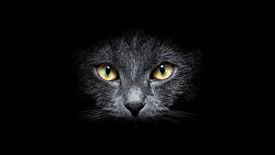 Close-up portrait of a black cat with striking green eyes emerging from deep darkness HD wallpaper