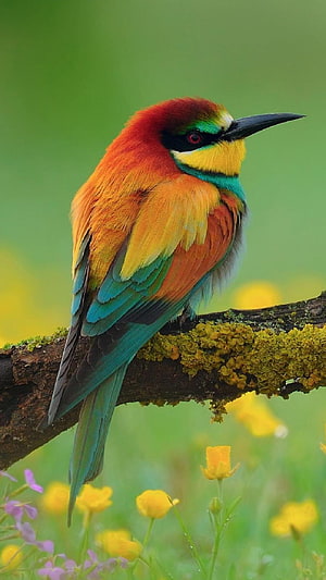 Vibrant European Bee-eater Perched on a Mossy Branch Amidst Yellow Wildflowers HD phone wallpaper