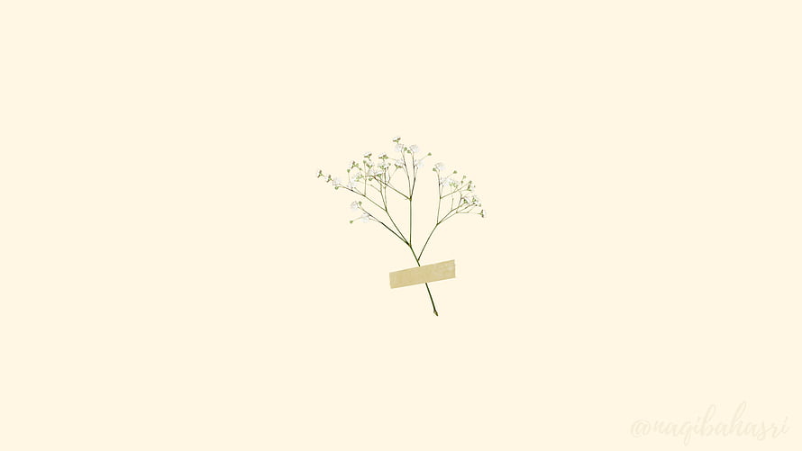 Minimalist Baby's Breath Flowers Taped to Cream Background HD wallpaper