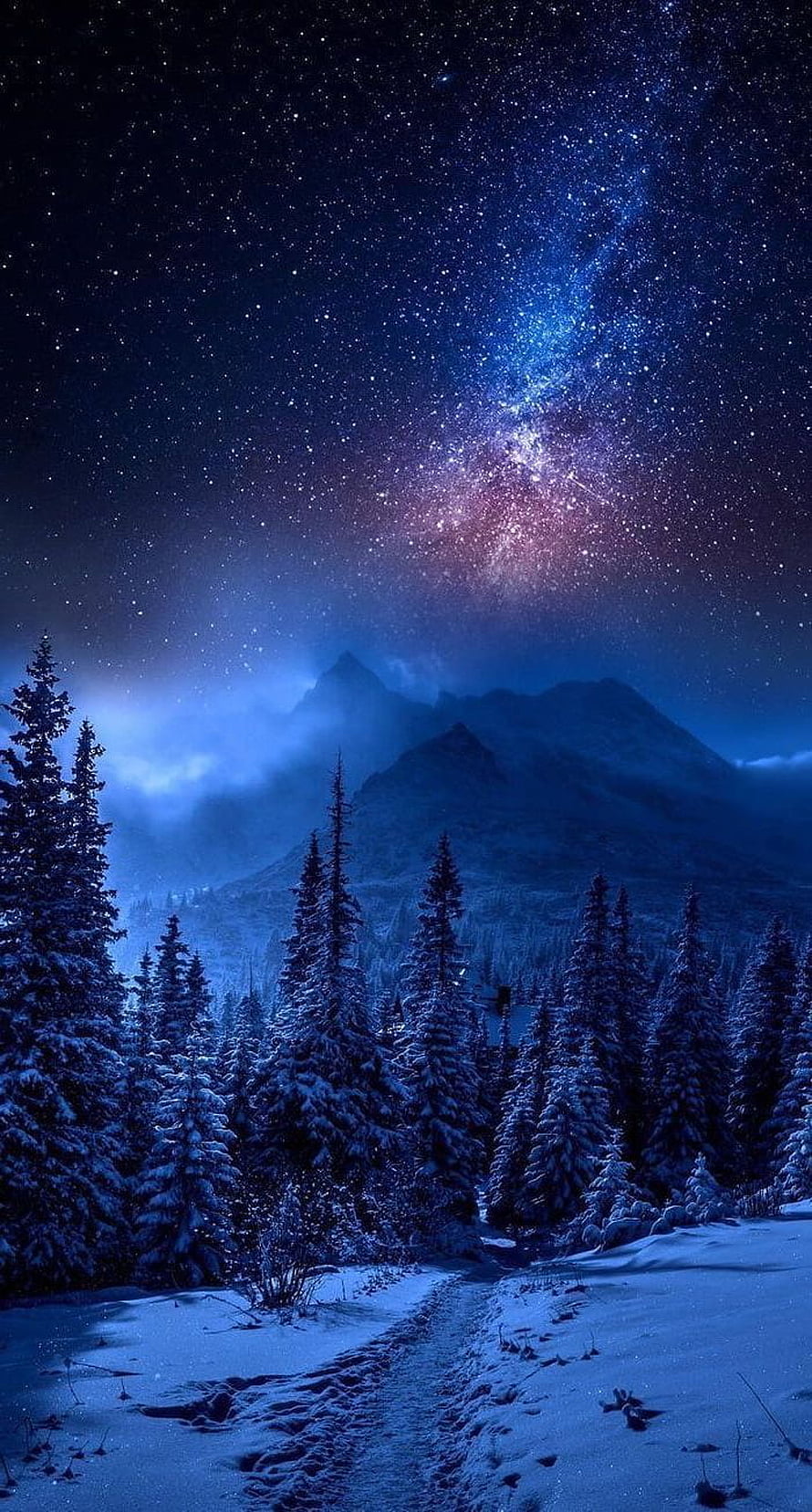 Starry Night Sky Over Snowy Pine Forest and Mountains HD phone wallpaper