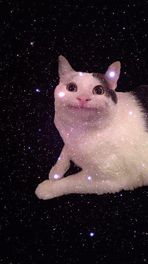 Bongo Cat Meme: White Cat with Sparkling Galaxy Background HD phone wallpaper