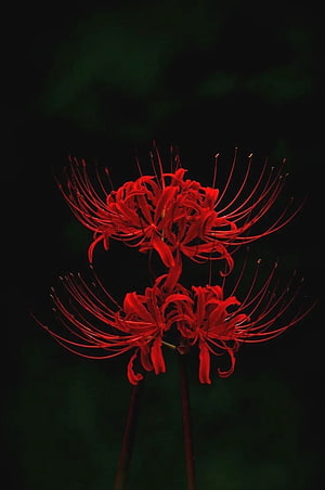 Vibrant Red Spider Lily Blooms Against a Dark Moody Background HD phone wallpaper
