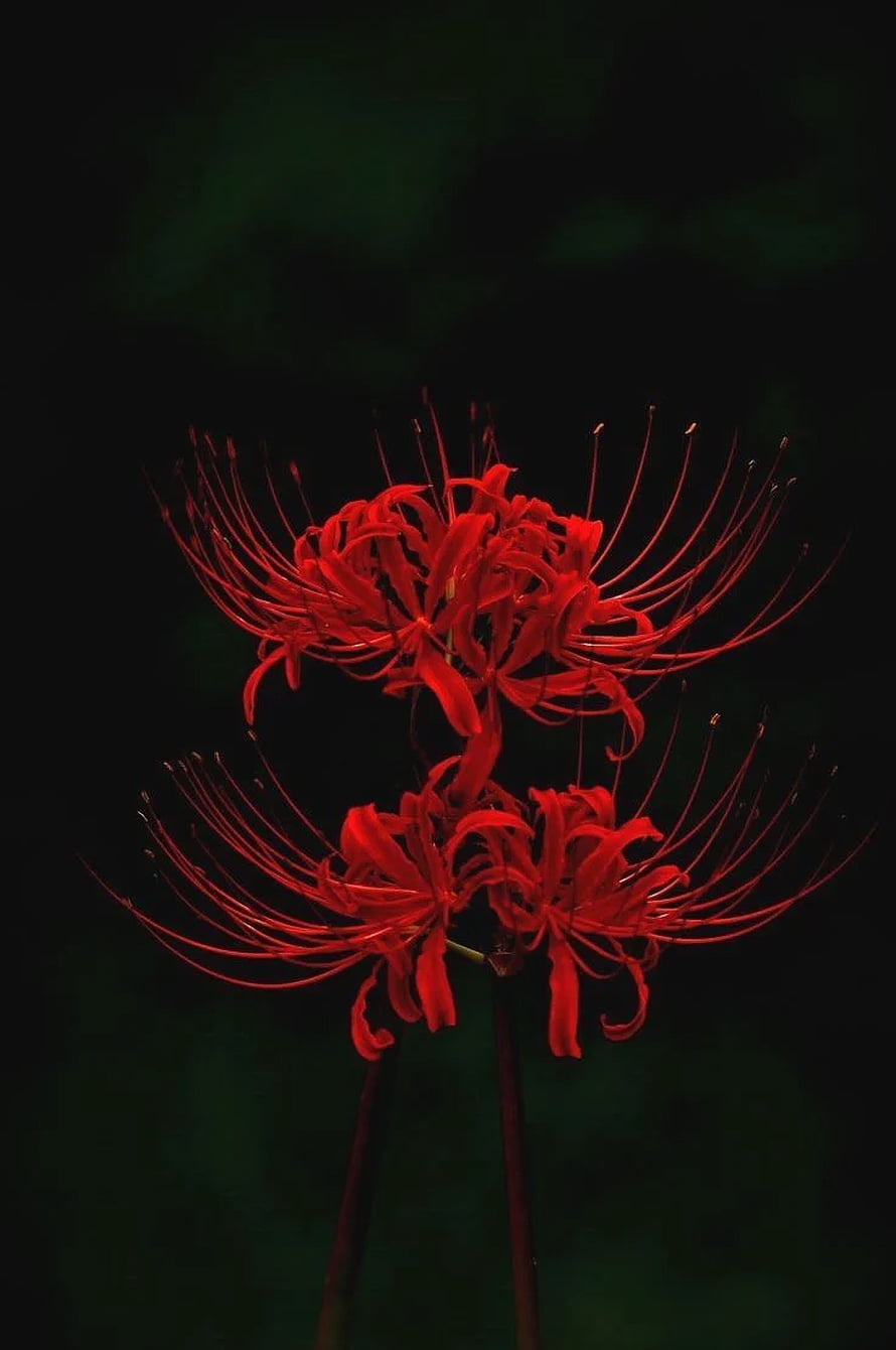 Vibrant Red Spider Lily Blooms Against a Dark Moody Background HD phone wallpaper