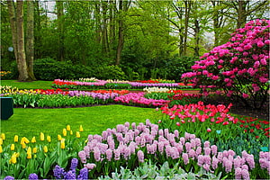 Vibrant Spring Garden Landscape Featuring Colorful Tulips and Hyacinths HD wallpaper