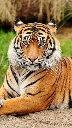 Majestic Royal Bengal Tiger Portrait With Intense Gaze And Striking Stripes HD phone wallpaper