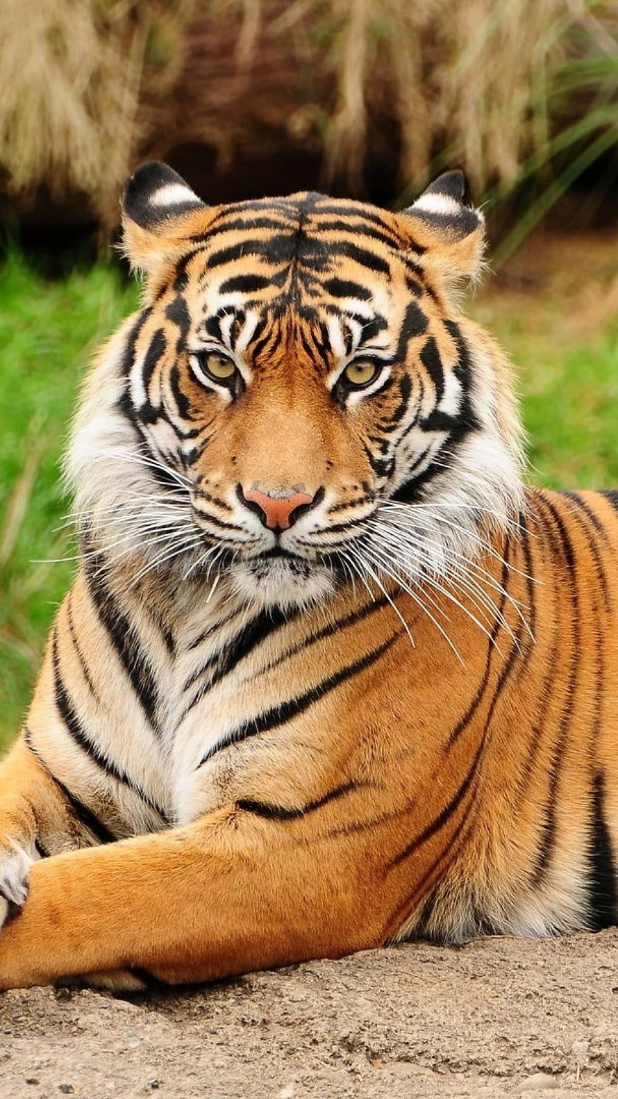 Majestic Royal Bengal Tiger Portrait With Intense Gaze And Striking Stripes HD phone wallpaper