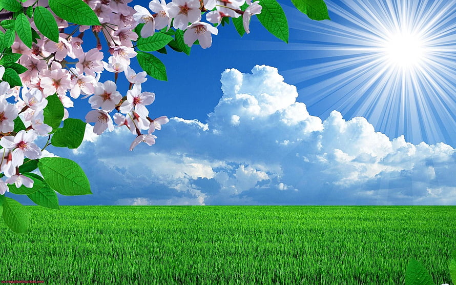 Vibrant Spring Landscape with Pink Cherry Blossoms, Green Grass, and Bright Sun HD wallpaper