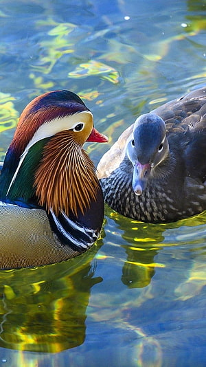 Male and Female Mandarin Ducks Swimming Together in Clear Water, Mandarin Duck, Beautiful Couple, swim HD phone wallpaper