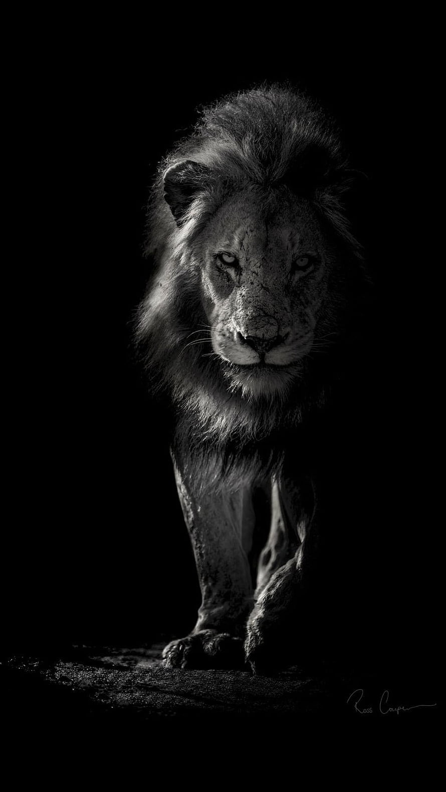 Majestic Male Lion Portrait in Dramatic Black and White Lighting HD phone wallpaper