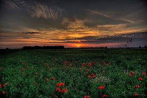 Vibrant red poppies scattered across a green meadow beneath a dramatic orange sunset sky HD wallpaper