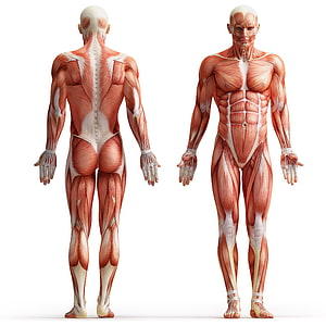 Full Body Human Muscle Anatomy Diagram Showing Front and Back Views on White Background, body, muscular, human body, white background, Anatomy Muscle HD phone wallpaper