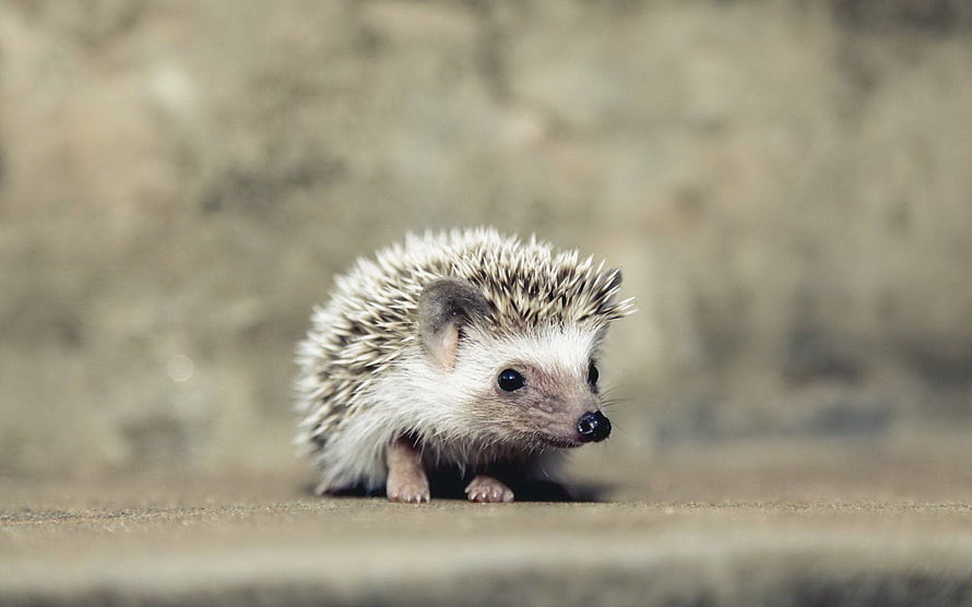 Cute Baby Hedgehog Walking on a Concrete Surface with Soft Spines and Curious Eyes HD wallpaper