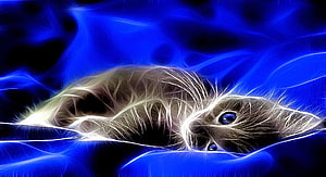 Glowing Blue Cat Digital Art with Neon Light Effects and Abstract Background HD wallpaper