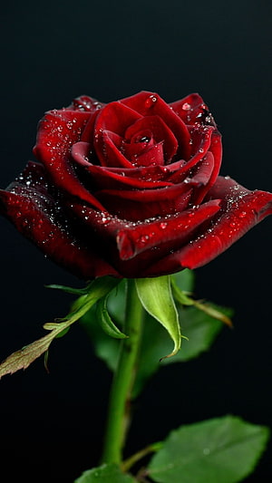 Close-up of a vibrant red rose with water droplets on petals against a dark background HD phone wallpaper