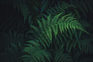 Dark Forest Fern Fronds with Intricate Leaflet Patterns in Deep Green Tones HD wallpaper