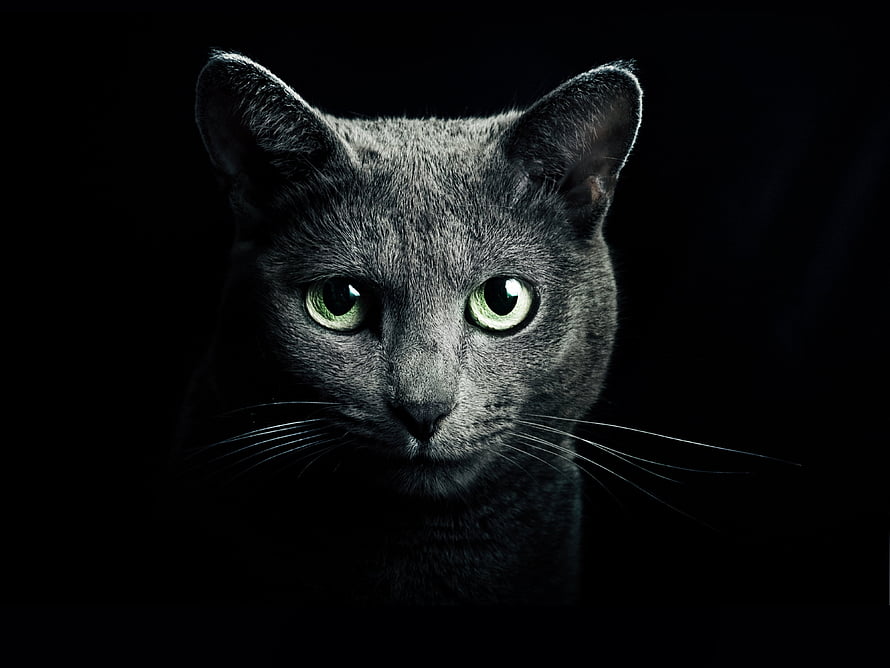Close-up portrait of a Russian Blue cat with striking green eyes against a dark background HD wallpaper