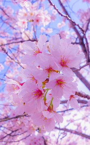 Delicate Pink Sakura Blossoms in Full Bloom Against a Soft Blue Sky HD phone wallpaper