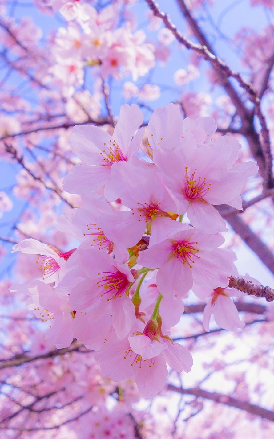 Delicate Pink Sakura Blossoms in Full Bloom Against a Soft Blue Sky HD phone wallpaper