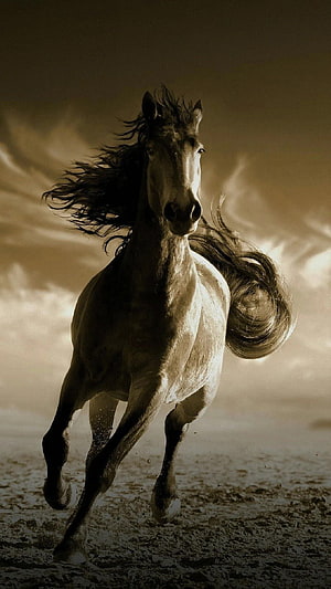 Majestic Horse Galloping Freely Across an Open Field in Dramatic Sepia Tones HD phone wallpaper