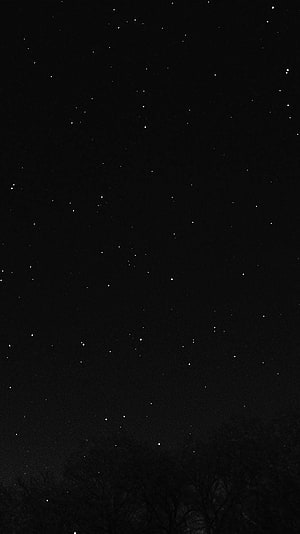 Minimalist Starry Night Sky with Silhouetted Tree Branches HD phone wallpaper
