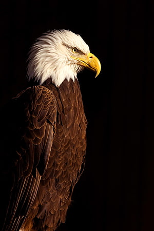Majestic Bald Eagle Portrait with Dramatic Side Lighting Against a Dark Background HD phone wallpaper