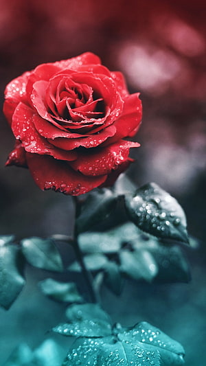 Vibrant Red Rose with Dew Drops Against a Dark Teal Background HD phone wallpaper