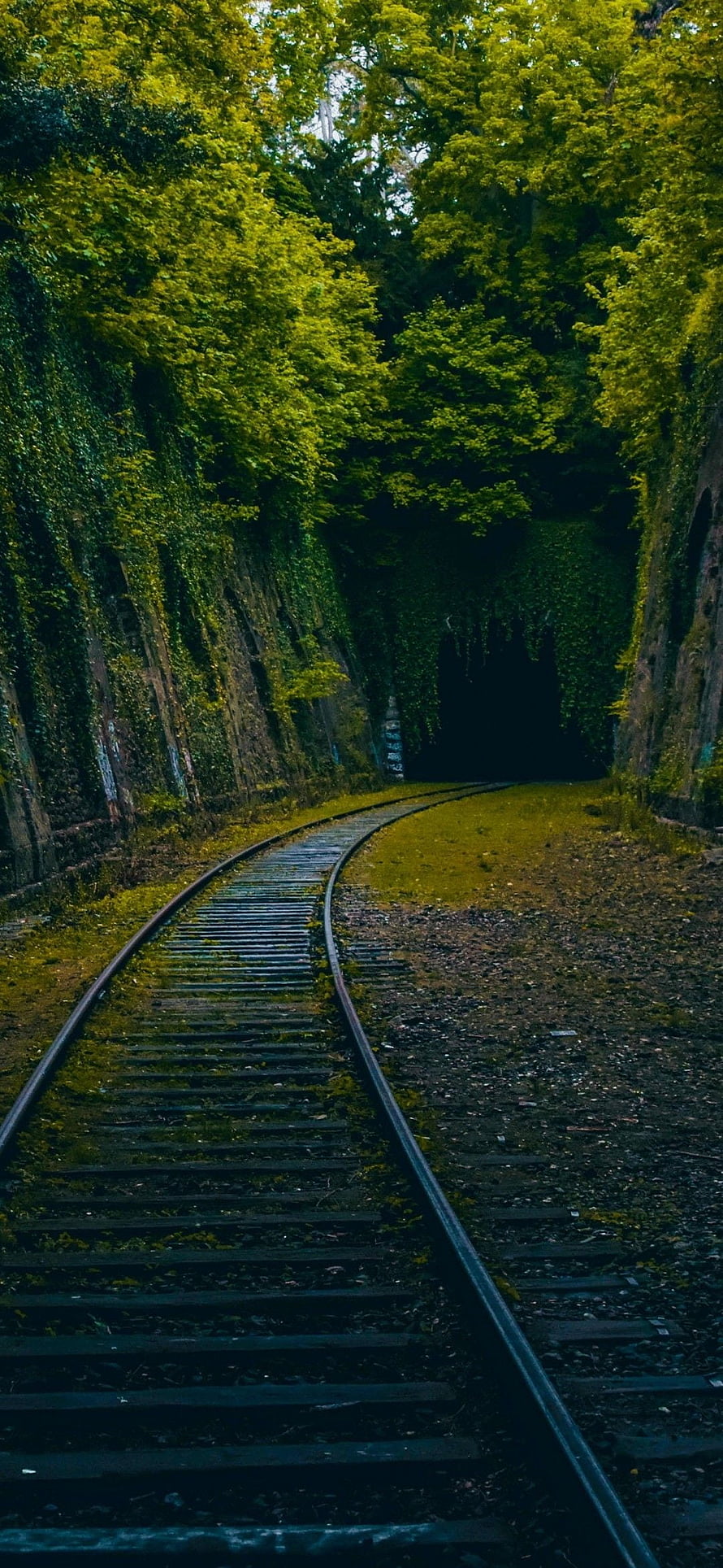 Mossy railway tracks curving through a dense forest tunnel with lush green canopy overhead HD phone wallpaper