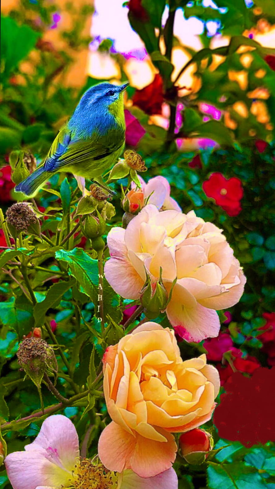 Vibrant Blue And Green Bird Perched On Colorful Rose Bush Garden HD phone wallpaper