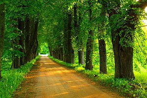 Sunlit Forest Path Lined With Tall Green Trees In Spring HD wallpaper