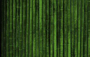 Vertical Green Bamboo Stalks Texture Background HD wallpaper