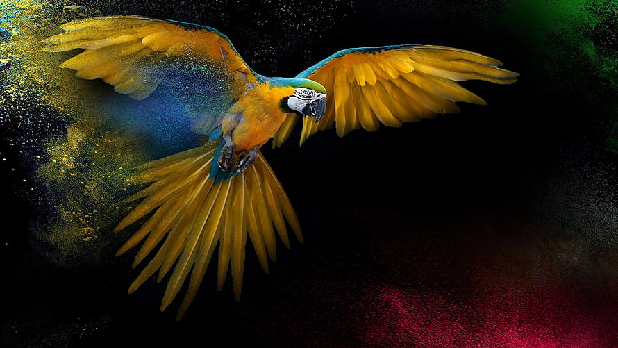 Vibrant Blue-and-Yellow Macaw in Flight Against a Dark Abstract Background HD wallpaper