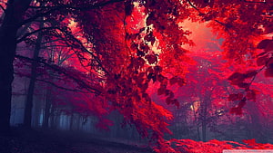 Vibrant Red Autumn Forest in Misty Twilight with Dark Tree Silhouettes HD wallpaper